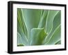 Agave Plant, Maui, Hawaii, USA-Julie Eggers-Framed Premium Photographic Print