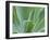 Agave Plant, Maui, Hawaii, USA-Julie Eggers-Framed Premium Photographic Print