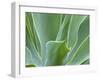 Agave Plant, Maui, Hawaii, USA-Julie Eggers-Framed Premium Photographic Print