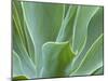 Agave Plant, Maui, Hawaii, USA-Julie Eggers-Mounted Premium Photographic Print