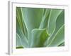 Agave Plant, Maui, Hawaii, USA-Julie Eggers-Framed Photographic Print