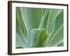 Agave Plant, Maui, Hawaii, USA-Julie Eggers-Framed Photographic Print