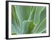 Agave Plant, Maui, Hawaii, USA-Julie Eggers-Framed Photographic Print