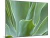 Agave Plant, Maui, Hawaii, USA-Julie Eggers-Mounted Photographic Print