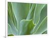 Agave Plant, Maui, Hawaii, USA-Julie Eggers-Framed Photographic Print