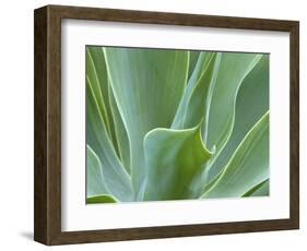 Agave Plant, Maui, Hawaii, USA-Julie Eggers-Framed Photographic Print