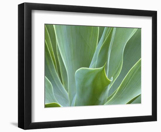 Agave Plant, Maui, Hawaii, USA-Julie Eggers-Framed Photographic Print