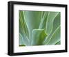 Agave Plant, Maui, Hawaii, USA-Julie Eggers-Framed Photographic Print