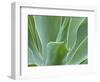 Agave Plant, Maui, Hawaii, USA-Julie Eggers-Framed Photographic Print