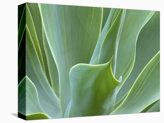 Agave Plant, Maui, Hawaii, USA-Julie Eggers-Stretched Canvas