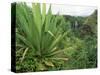 Agave Plant with Opeka Falls in the Background, Kauai, Hawaii-Rolf Nussbaumer-Stretched Canvas