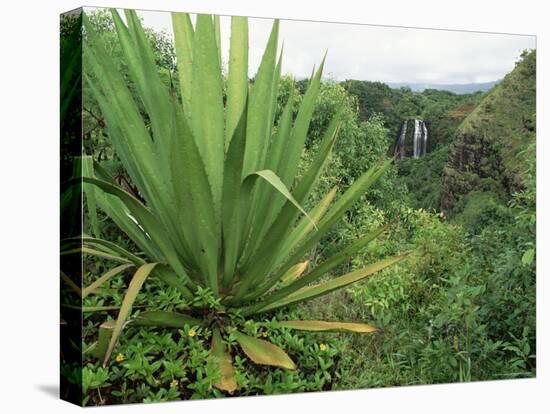 Agave Plant with Opeka Falls in the Background, Kauai, Hawaii-Rolf Nussbaumer-Stretched Canvas