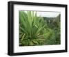 Agave Plant with Opeka Falls in the Background, Kauai, Hawaii-Rolf Nussbaumer-Framed Premium Photographic Print