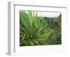 Agave Plant with Opeka Falls in the Background, Kauai, Hawaii-Rolf Nussbaumer-Framed Premium Photographic Print