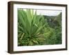 Agave Plant with Opeka Falls in the Background, Kauai, Hawaii-Rolf Nussbaumer-Framed Photographic Print