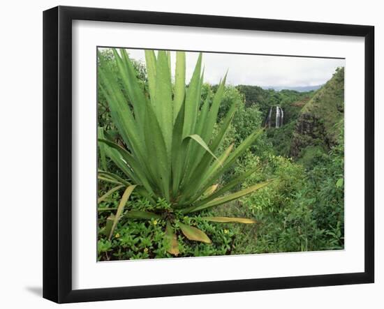 Agave Plant with Opeka Falls in the Background, Kauai, Hawaii-Rolf Nussbaumer-Framed Photographic Print