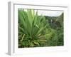 Agave Plant with Opeka Falls in the Background, Kauai, Hawaii-Rolf Nussbaumer-Framed Photographic Print