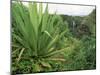 Agave Plant with Opeka Falls in the Background, Kauai, Hawaii-Rolf Nussbaumer-Mounted Photographic Print