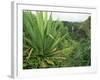 Agave Plant with Opeka Falls in the Background, Kauai, Hawaii-Rolf Nussbaumer-Framed Photographic Print