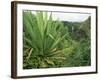 Agave Plant with Opeka Falls in the Background, Kauai, Hawaii-Rolf Nussbaumer-Framed Photographic Print