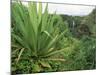 Agave Plant with Opeka Falls in the Background, Kauai, Hawaii-Rolf Nussbaumer-Mounted Photographic Print