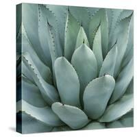 Agave Plant-Micha Pawlitzki-Stretched Canvas