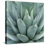 Agave Plant-Micha Pawlitzki-Stretched Canvas