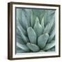 Agave Plant-Micha Pawlitzki-Framed Premium Photographic Print