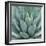 Agave Plant-Micha Pawlitzki-Framed Premium Photographic Print