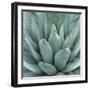 Agave Plant-Micha Pawlitzki-Framed Premium Photographic Print