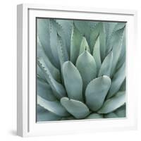 Agave Plant-Micha Pawlitzki-Framed Premium Photographic Print