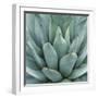 Agave Plant-Micha Pawlitzki-Framed Premium Photographic Print