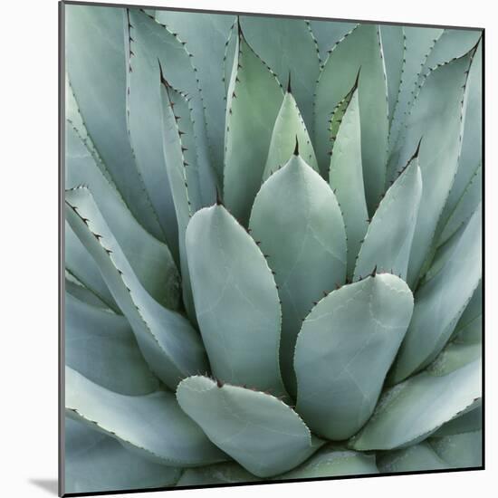Agave Plant-Micha Pawlitzki-Mounted Premium Photographic Print