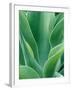 Agave Plant-Darrell Gulin-Framed Premium Photographic Print