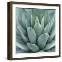 Agave Plant-Micha Pawlitzki-Framed Photographic Print