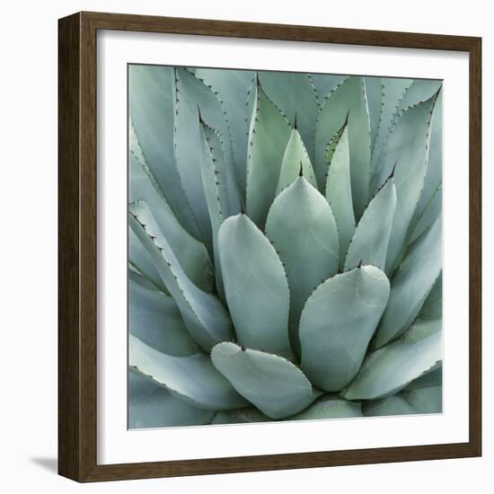 Agave Plant-Micha Pawlitzki-Framed Photographic Print