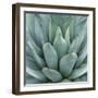 Agave Plant-Micha Pawlitzki-Framed Photographic Print