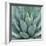 Agave Plant-Micha Pawlitzki-Framed Photographic Print