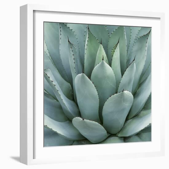 Agave Plant-Micha Pawlitzki-Framed Photographic Print