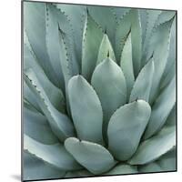 Agave Plant-Micha Pawlitzki-Mounted Photographic Print