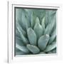 Agave Plant-Micha Pawlitzki-Framed Photographic Print