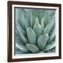 Agave Plant-Micha Pawlitzki-Framed Photographic Print