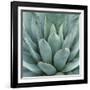 Agave Plant-Micha Pawlitzki-Framed Photographic Print