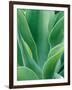 Agave Plant-Darrell Gulin-Framed Photographic Print