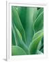 Agave Plant-Darrell Gulin-Framed Photographic Print