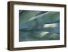 Agave Plant-DLILLC-Framed Photographic Print