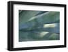 Agave Plant-DLILLC-Framed Photographic Print