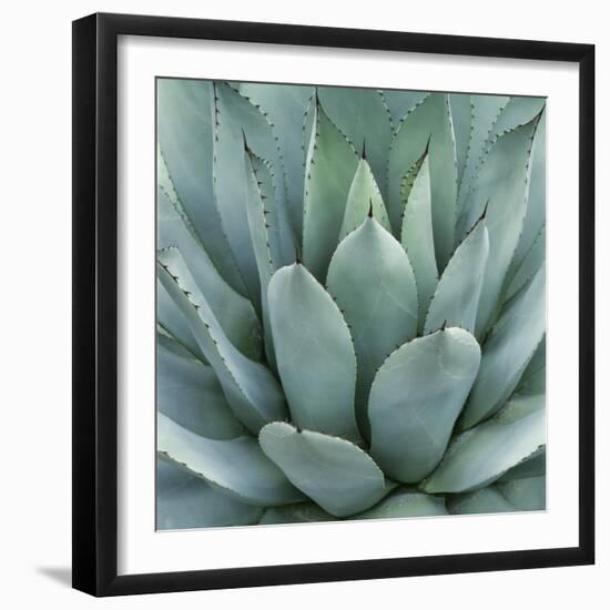 Agave Plant-Micha Pawlitzki-Framed Premium Giclee Print