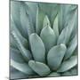 Agave Plant-Micha Pawlitzki-Mounted Premium Giclee Print