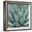 Agave Plant-Micha Pawlitzki-Framed Giclee Print